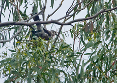 Anthochaera paradoxa