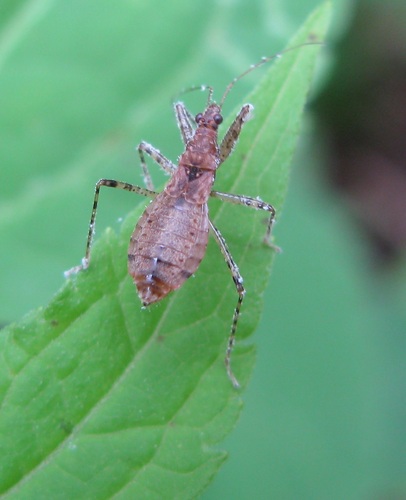 Hoplistoscelis pallescens