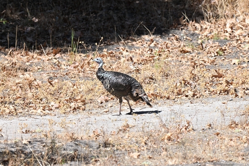iNaturalist observation photo of Rio Grande Wild Turkey