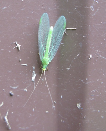 Golden-eyed Lacewing