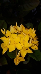 Ixora chinensis