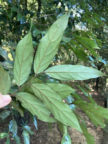 Diospyros eriantha, photograph 2