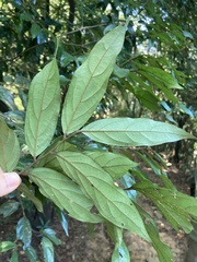 Diospyros eriantha, photograph (c) Zheng-An Wang, some rights reserved (CC BY)