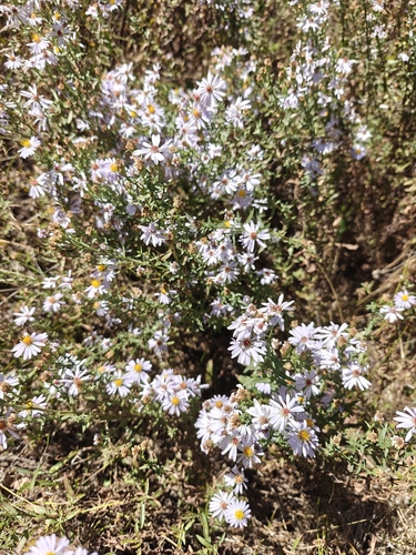 western aster