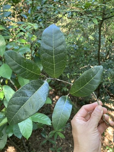 Malaisia scandens