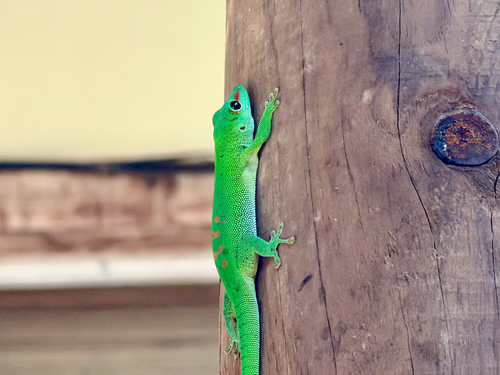 Madagascar Giant Day Gecko