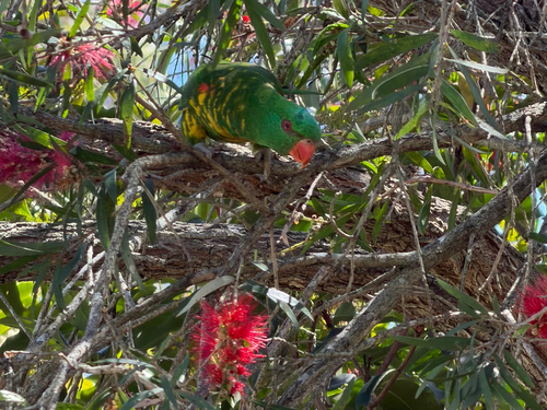 Scaly-breasted Lorikeet