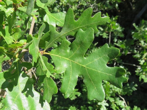 Gambel Oak