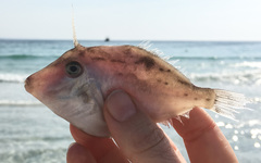 Arotrolepis filicauda