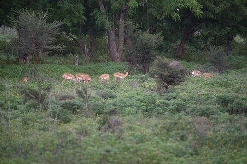 Southeastern Blackbuck