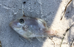 Arotrolepis filicauda