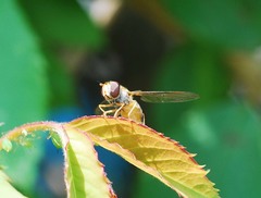 Episyrphus balteatus