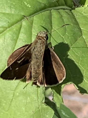 Large Dingy Skipper
