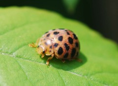 Henosepilachna