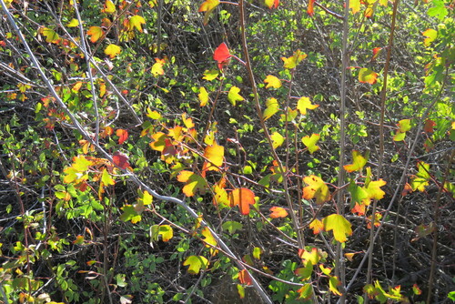 golden currant