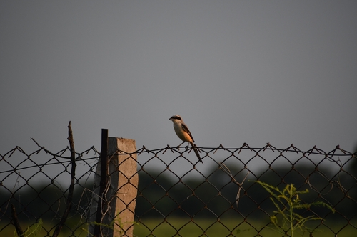 Long-tailed Shrike