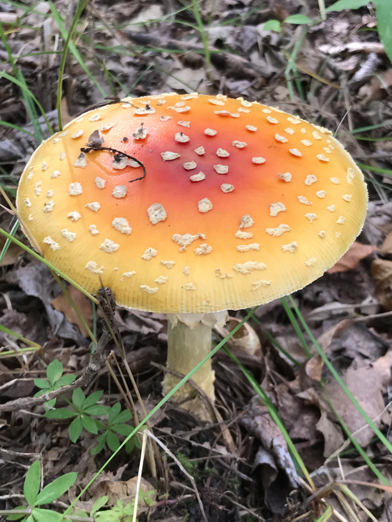 Fly Agaric · September 2026 · photo: Photo: (c) BrianGwiz, some rights reserved (CC BY) · iNaturalist