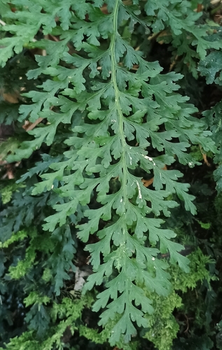 Vandenboschia davallioides observed 2026-09-20
