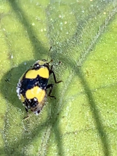 Fungus-eating ladybird