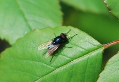 Calyptratae