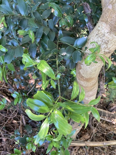 Asian bayberry