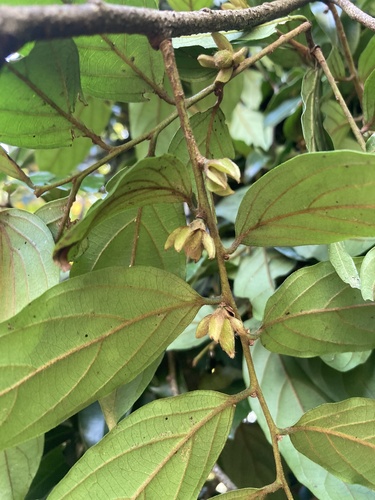 Diospyros eriantha, photograph 1