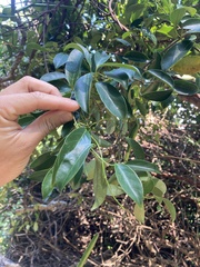 Urceola rosea