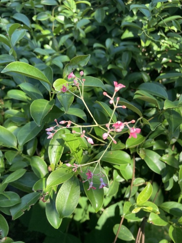 Urceola rosea, photograph 2