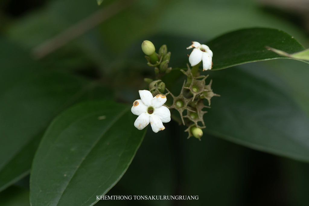 Jasminum decipiens (Jasminum decipiens)