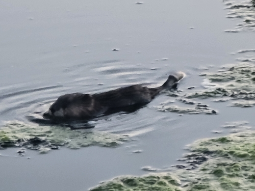 Muskrat