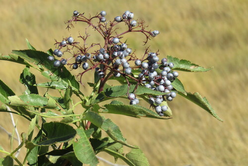 blue elder