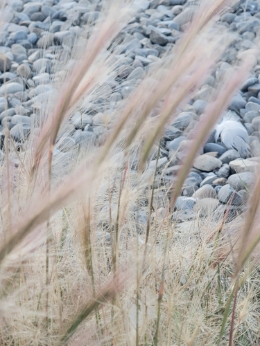 Foxtail Barley