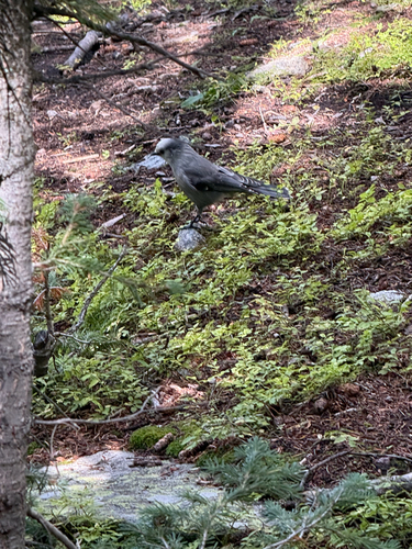 Canada Jay