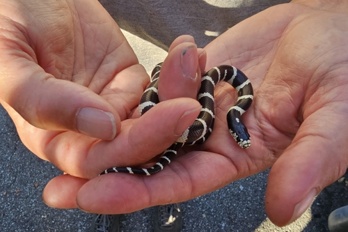 iNaturalist observation photo of California King Snake