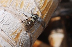 Anthomyia illocata