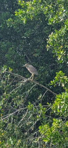 Black-crowned Night Heron (Nycticorax nycticorax)