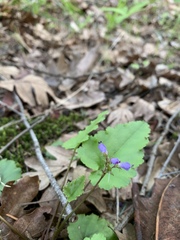 Veronica regina-nivalis