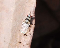 Anthomyia illocata