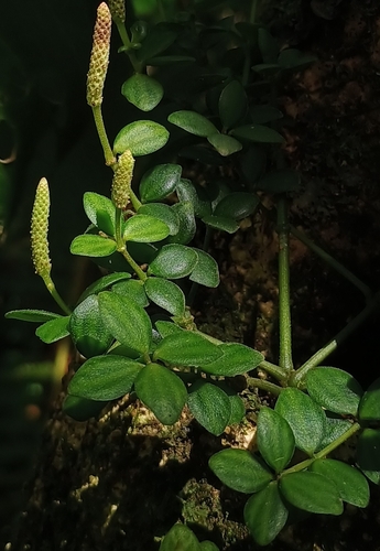 Peperomia tetraphylla observed 2026-09-20