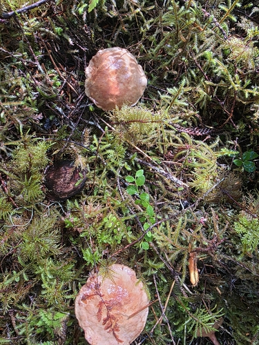 Peppery Bolete