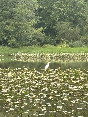 Great Egret