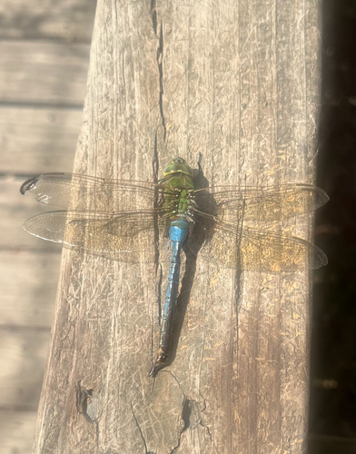 Common Green Darner