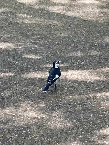 Magpie-lark
