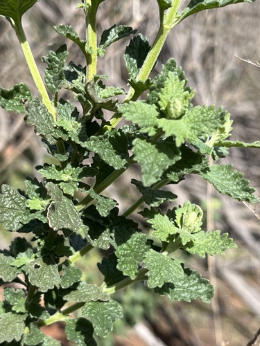 Teucrium corymbosum