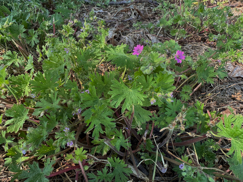 Geranium molle, photograph 2