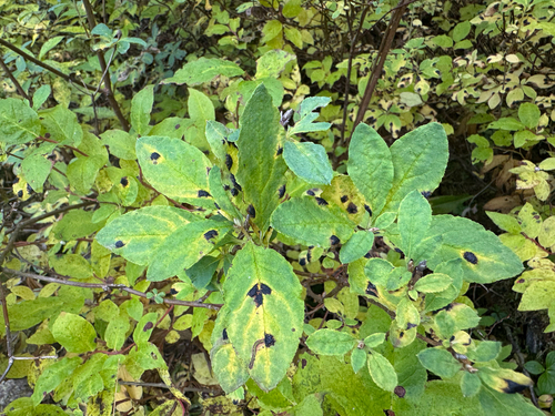 Rhododendron menziesii, photograph 3