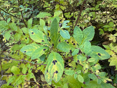 Rhododendron menziesii, photograph (c) Caleb Catto, some rights reserved (CC BY)