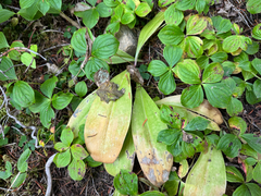 Clintonia uniflora, photograph (c) Caleb Catto, some rights reserved (CC BY)