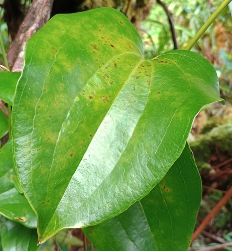Smilax melastomifolia observed 2026-09-20