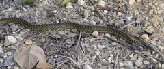 Erythrolamprus cobella